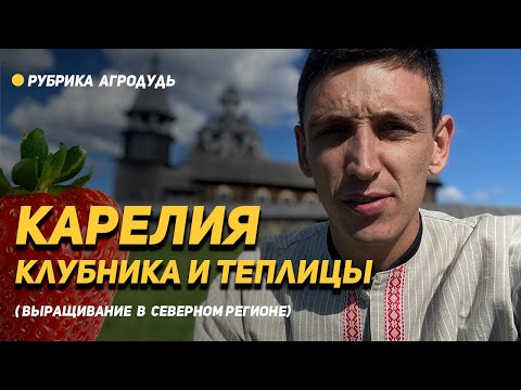 Видео: Клубника в Карелии. Теплица для Севера за 7 миллионов