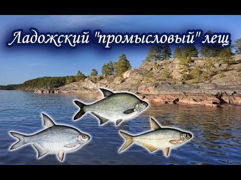 Видео: Ладожский промысел. Лещ. Русская Рыбалка.