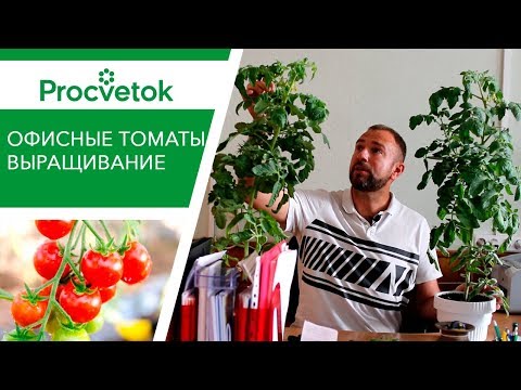 Видео: Вырастить богатый урожай сладких томатов не выходя из дома! Легко! Выращивание томатов в горшке.