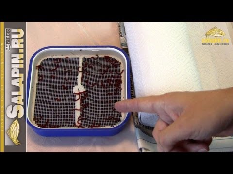 Видео: Пробивка крупного мотыля [salapinru]