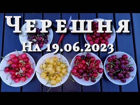 Видео: Черешня порівняння. Який сорт має найбільший цукор. Що обрати в сад?