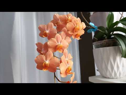 Видео: Капризная Ирэн Добкин 🧡 купила в размере 1,7 и цветёт уже второй раз В чём секрет???