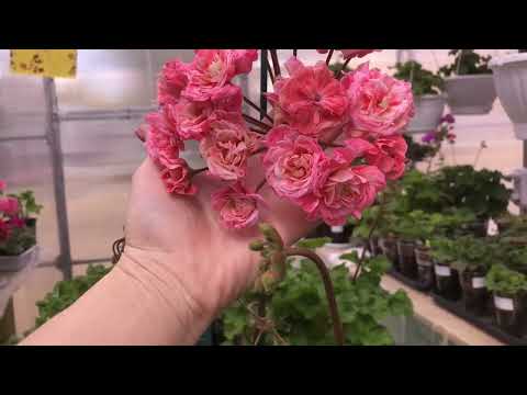 Видео: Рашмор Эйвон или ЮВ Карфаген, какой выбрать?! 14 мая 2024, Казань