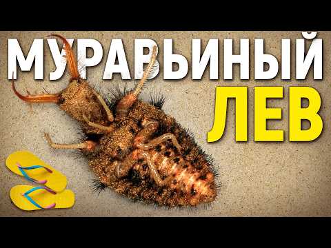 Видео: Муравьиный лев - подземный монстр