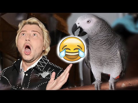 Видео: Жако Петруня пародирует БАСКОВА😱 Parrot Jaco Petunia parodies singer Baskov