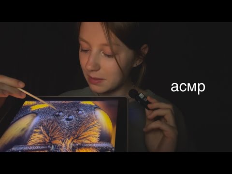 Видео: асмр | рассказ про пчёл | шепот 🐝
