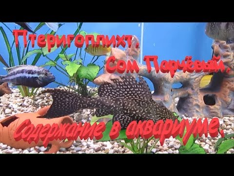 Видео: Парчовый птеригоплихт. Содержание сомов в аквариуме.