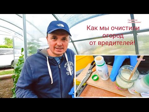 Видео: Одна обработка огорода от, практически, всех вредителей!!