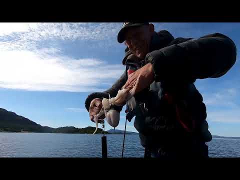 Видео: НАПАДЕНИЕ ГОЛОВОНОГОГО. Рыбалка в НОРВЕГИИ. 