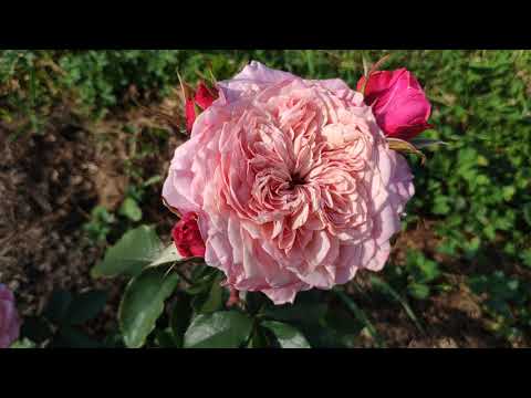Видео: Розы. Цветение новинок в моем саду, с названиями сортов. (ч.3)