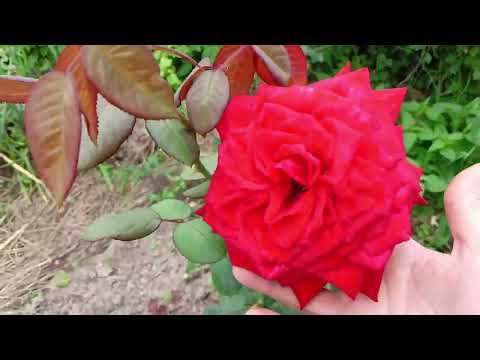 Видео: Уборка семейного лука,подкопка картошки.