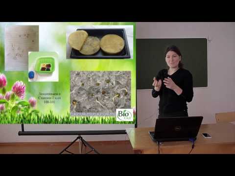 Видео: Выращивание перцев и баклажан