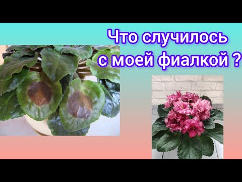 Видео: Проблема с листьями у фиалки. В чём причина?!