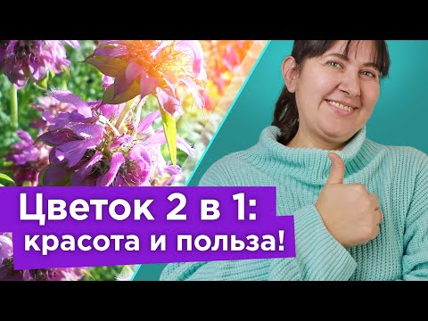 Видео: ЭФФЕКТНЫЙ ЦВЕТОК С АРОМАТОМ БЕРГАМОТА! Цветет все лето, лечит бронхиты, ожоги, отравления