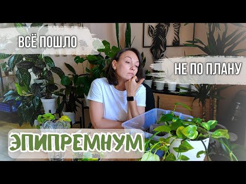 Видео: Эпипремнум после черенкования: сработало ли? Показываю результат!