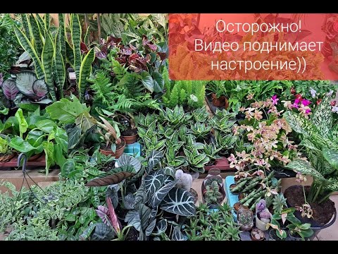 Видео: Обзор поступления комнатных растений от 20 октября 2023г. Сансевиерии, диффенбахия, Фаленопсисы и др