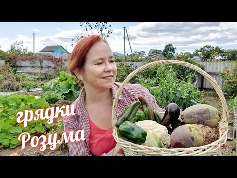 Видео: Полосатые ГРЯДКИ. Хроники грядки Розума . Осень. Итоги. Часть 5