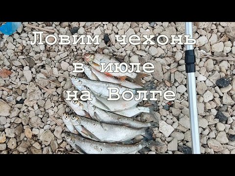 Видео: Ловим чехонь в июле на Волге