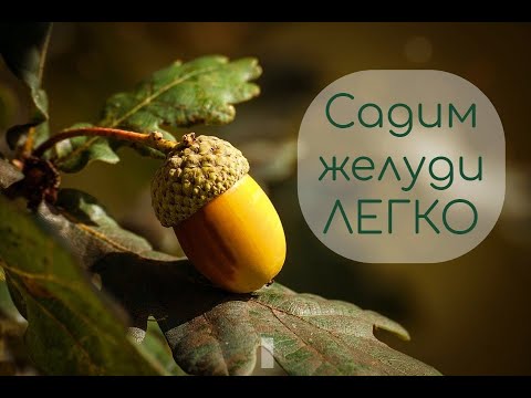 Видео: Садим желуди ЛЕГКО