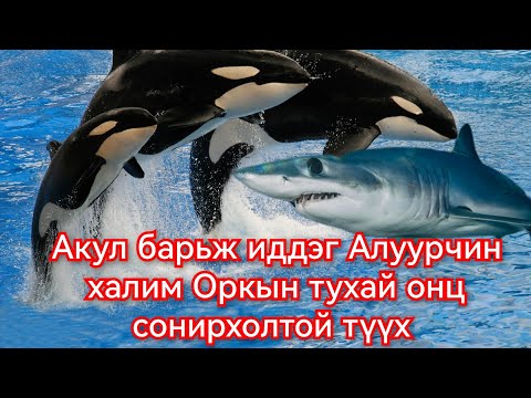Видео: Орка буюу Алуурчин Халимны түүх. Гоё Түүхүүд Goy tuuhuud mongol heleer kino duu 2024 barimtat