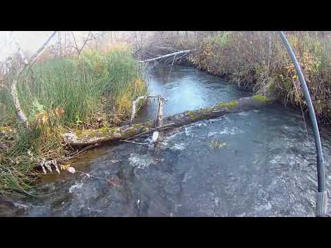Видео: Монологи о рыбалке. Хариус малых рек часть 3.