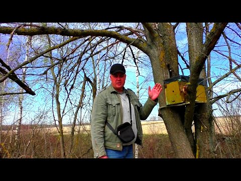 Видео: Куда ставить ловушки для пчёл? Роеловство начинается. Пчеловодство легко и просто. Пасека для Вас.