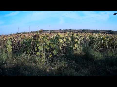 Видео: ЛОВ НА ГРИВЯК 11