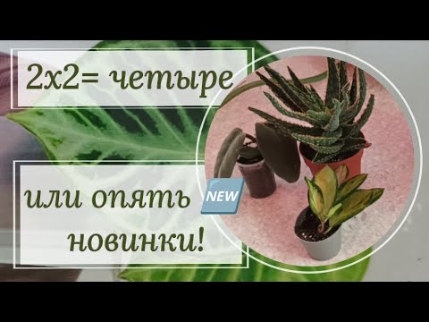 Видео: Два-жды-два четыре, Или опять новинки!