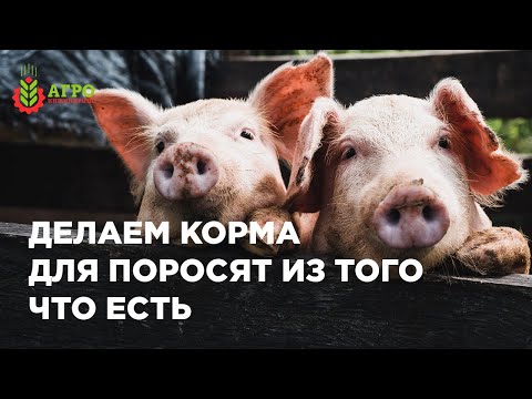 Видео: Как делать корма для поросят из имеющегося под рукой сырья. Показываю примеры расчётов рационов.