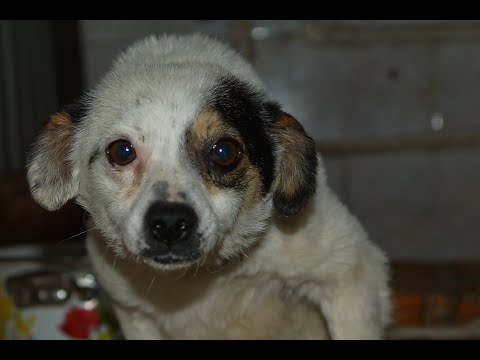 Видео: Страх боль отчаянье мольба тоска в её глазах  и море нежности и вера в человечность надежда и любовь