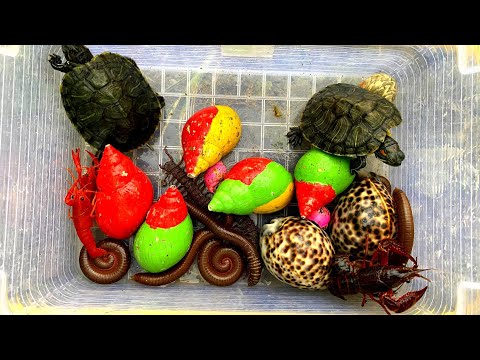 Видео: Дикое приключение с моей обезьянкой! Ловля милых ёжиков и черепашки