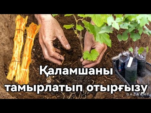 Видео: Жүзім қаламшасын тамырлатып отырғызу.