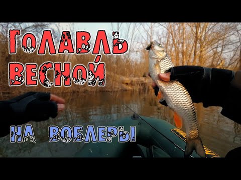 Видео: Голавль на воблеры. Открытие сезона 2023