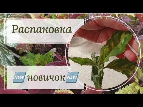 Видео: 🆕Посылка с новинкой! 🆕 Аглаонема PICTUM TRICOLOR. Распаковка!