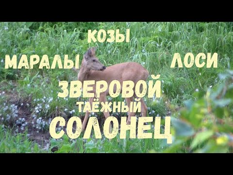 Видео: Зверовой таёжный солонец. Маралы. Козы. Лоси.