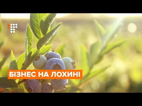 Видео: Як зробити бізнес на лохині