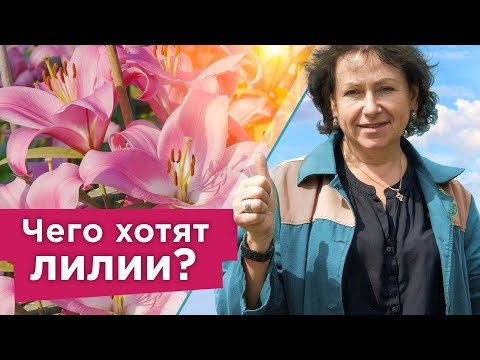 Видео: ЯРКОЕ И ПЫШНОЕ ЦВЕТЕНИЕ ЛИЛИЙ ГАРАНТИРОВАНО при таком уходе! Важные нюансы при выращивании лилий