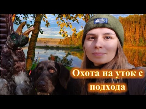 Видео: Охота на утку в октябре, дратхаар Азарт, девушка охотник
