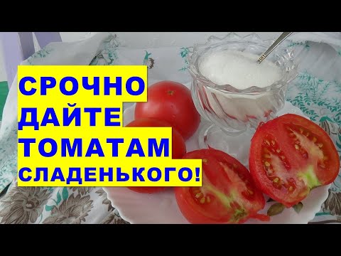 Видео: Срочно дайте помидорам сладенького!