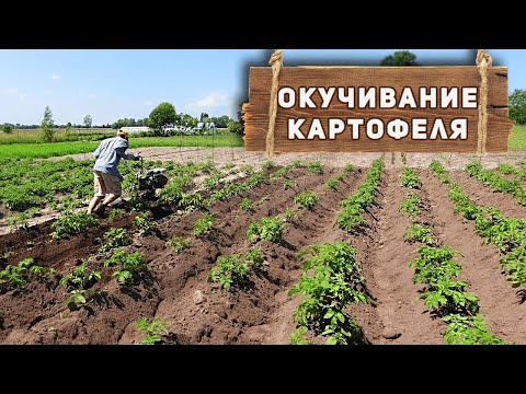 Видео: ПРАВИЛЬНОЕ ОКУЧИВАНИЕ КАРТОФЕЛЯ КУЛЬТИВАТОРОМ ИЛИ МОТОБЛОКОМ