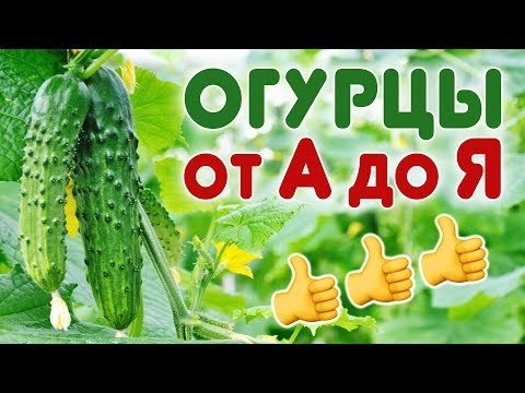 Видео: Выращивание огурцов в открытом грунте. Все секреты в одном видео!