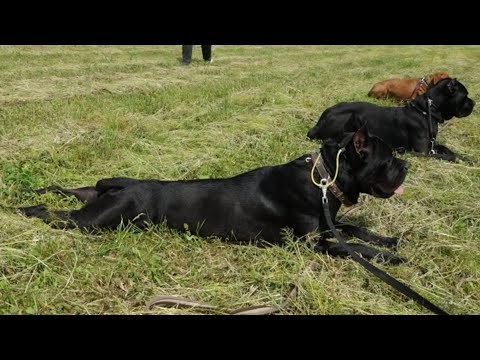 Видео: ДТ - 372. Работа в полевых условиях : кане-корсо, выжла, сиба-ину.