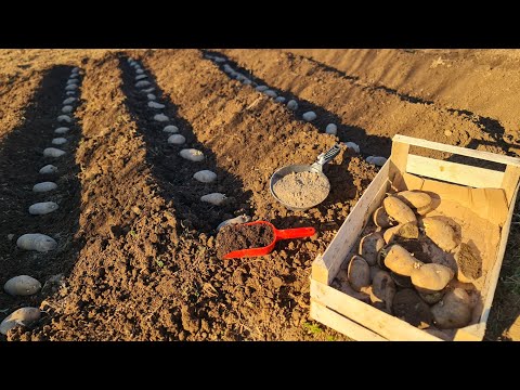 Видео: Зачем использовать золу при посадке картофеля?