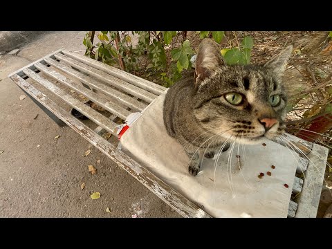 Видео: 14 квартал 🌸 Чиланзар 💭#ташкент2025 #vlogvideo #tashkent #uzbek 