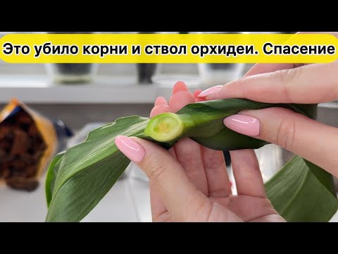 Видео: От этого высохли корни у орхидеи и сгнила шейка орхидеи. У орхидеи нет корней