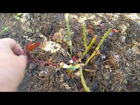 Видео: Удаляю побеги у роз после пересадки .Какие и зачем.