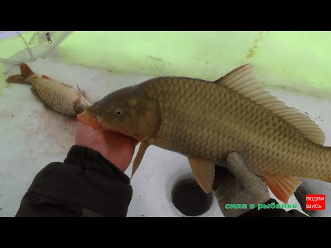 Видео: РЫБА НЕ ЛЕЗЕТ В ЛУНКУ  !!! КАРАСЬ И САЗАН В НАЧАЛЕ МАРТА, РЫБАЛКА ОТ 05.03.2022.