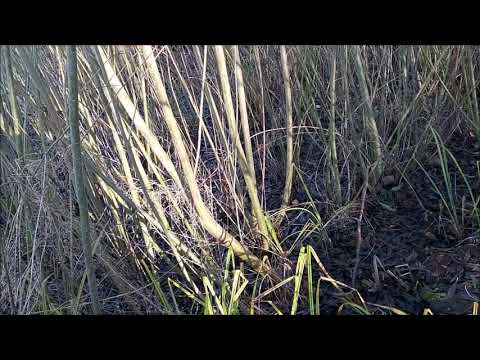 Видео: Плантация ноябрь 2020