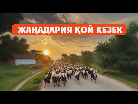 Видео: АУЫЛ ҚОЙ КЕЗЕГІ ЖАЙЛЫМНАН ҚАЙТУ ҮСТІНДЕ
