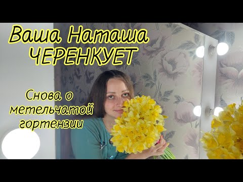 Видео: Черенкование метельчатой гортензии🫶🏻🌱.Видео,под которое черенкуется легко.Бонфаеру уже 10 дней!